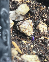 Pre Order - Live Purple Jalapeño Pepper Plant 3-6 inches Organic Spicy Pepper Seedling for Home Gardens or Indoor Farm