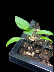 Live Brown Jalapeño Pepper Plant 3-6 Inch’s – Organic Spicy Hot Pepper Seedling for Home Garden