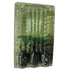 Pre Order - Live Purple Jalapeño Pepper Plant 3-6 inches Organic Spicy Pepper Seedling for Home Gardens or Indoor Farm