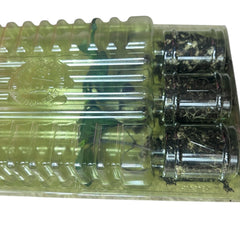 Live Craig's Grande Jalapeño Pepper Plant 3-6 inches – Organic Large Spicy Pepper Seedling for Home Garden