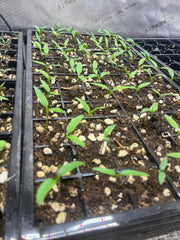 Live Tam Jalapeño Pepper Plant 3-6 inches – Organic Medium Spicy Hot Pepper Seedling for Home Garden