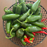 Live Zapotec Jalapeño Pepper Plant 3-6 inches – Organic Medium-Spicy Pepper Seedling for Home Garden