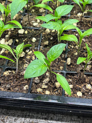 Live Craig's Grande Jalapeño Pepper Plant 3-6 inches – Organic Large Spicy Pepper Seedling for Home Garden