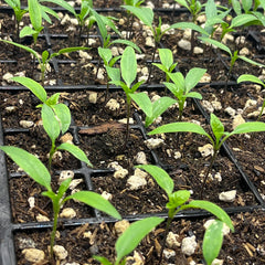 Live Brown Jalapeño Pepper Plant 3-6 Inch’s – Organic Spicy Hot Pepper Seedling for Home Garden