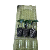 Pre Order - Live Purple Jalapeño Pepper Plant 3-6 inches Organic Spicy Pepper Seedling for Home Gardens or Indoor Farm