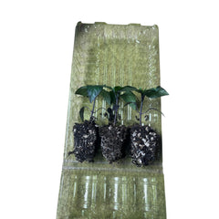 Live Ghost Jalapeño Pepper Plant 3–6 Inches – Organic Extra-Hot Jalapeño Seedling for Home Gardens