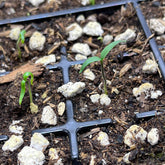 Live Lemon Spice Jalapeño Pepper Plant 3–6 Inches – Organic Spicy Yellow Pepper Seedling for Home Gardens