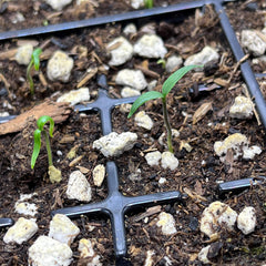 Live Lemon Spice Jalapeño Pepper Plant 3–6 Inches – Organic Spicy Yellow Pepper Seedling for Home Gardens