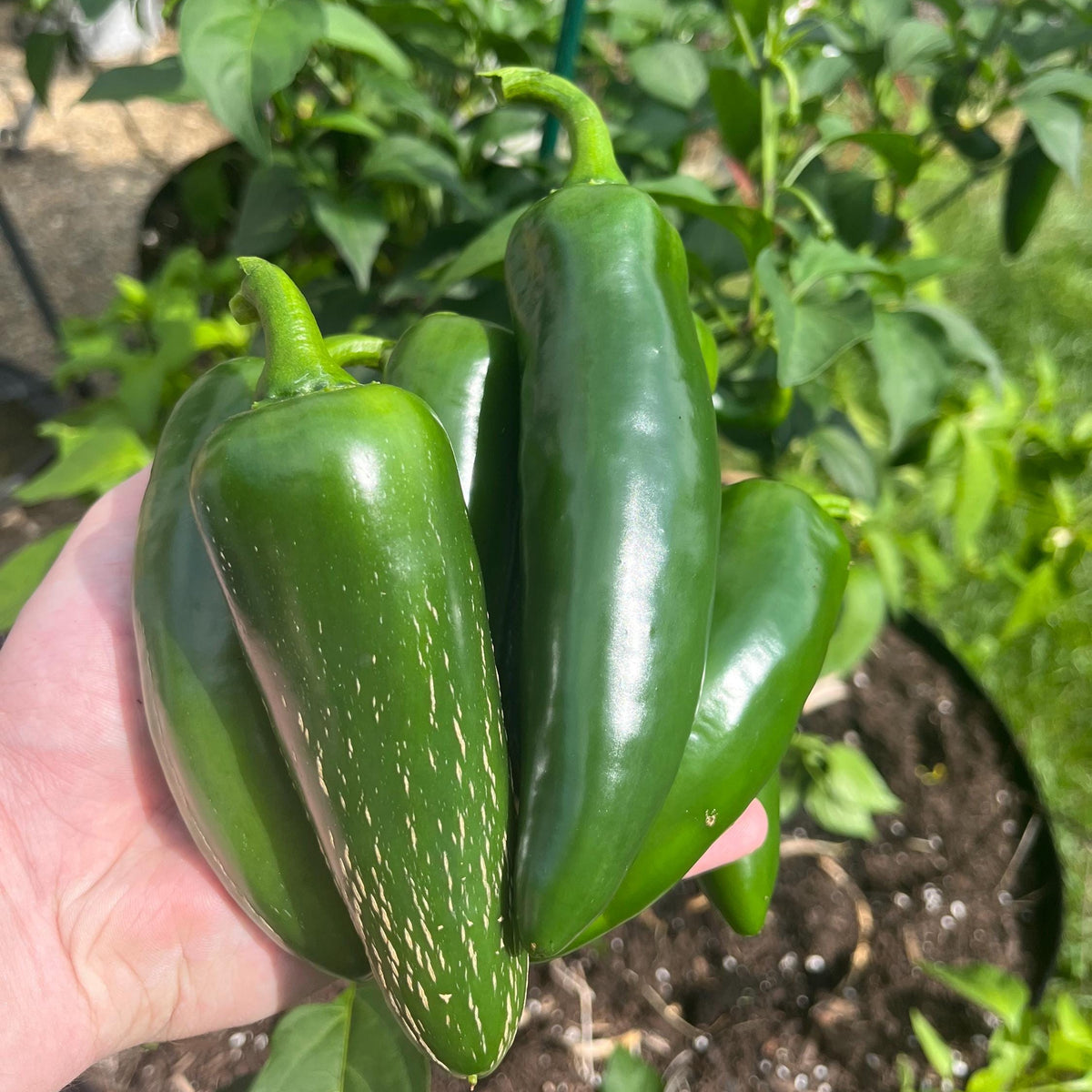 Live Mammoth Jalapeño Pepper Plant 3-6 Inches – Organic Large Hot Pepper Seedling for Home Garden