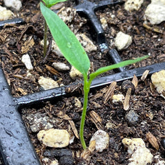 Live Orange Spice Jalapeño Pepper Plant 3-6 Inches – Organic Spicy Pepper Seedling for Home Gardens
