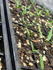 Live Orange Spice Jalapeño Pepper Plant 3-6 Inches – Organic Spicy Pepper Seedling for Home Gardens