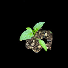 Live Craig's Grande Jalapeño Pepper Plant 3-6 inches – Organic Large Spicy Pepper Seedling for Home Garden