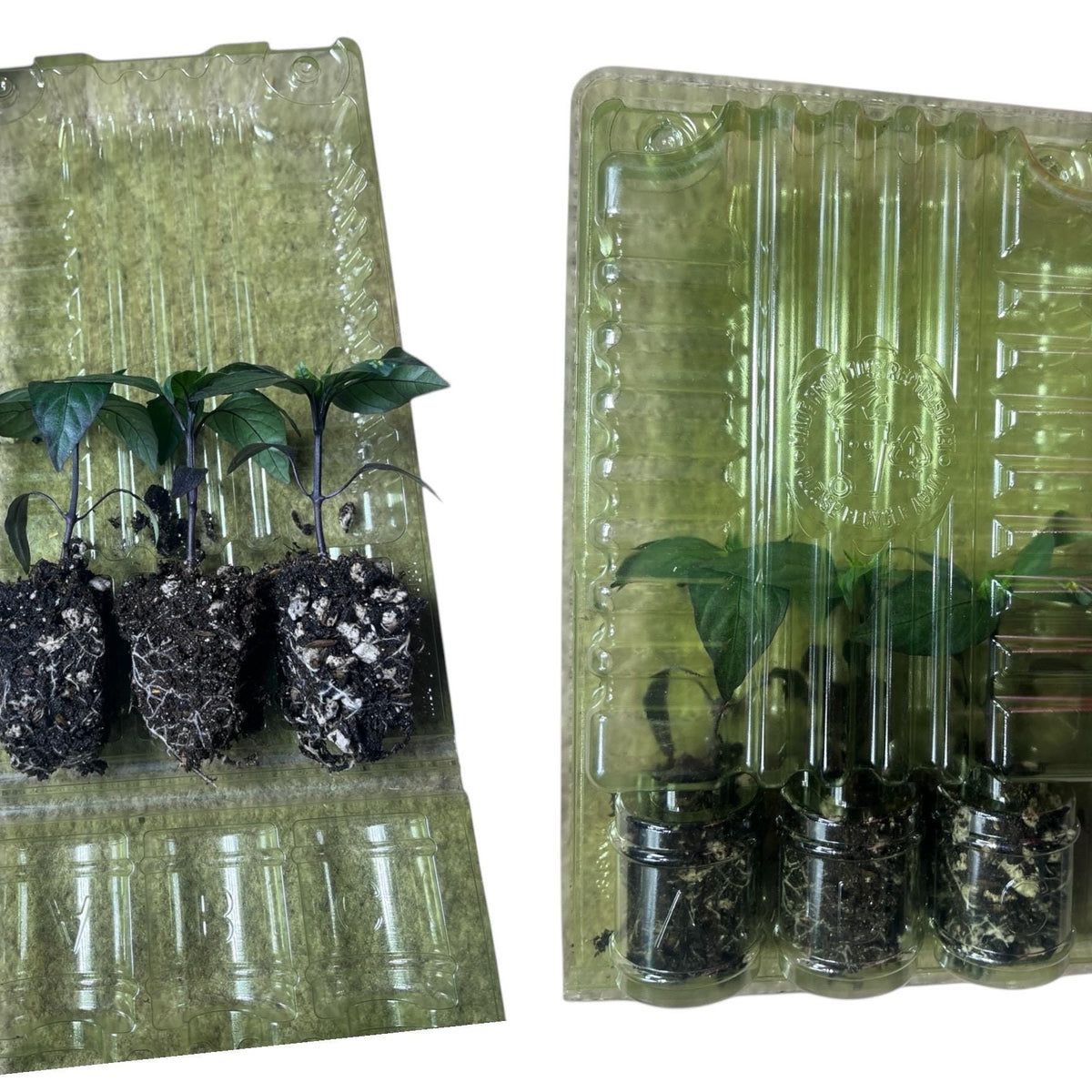 Live Ghost Jalapeño Pepper Plant 3–6 Inches – Organic Extra-Hot Jalapeño Seedling for Home Gardens