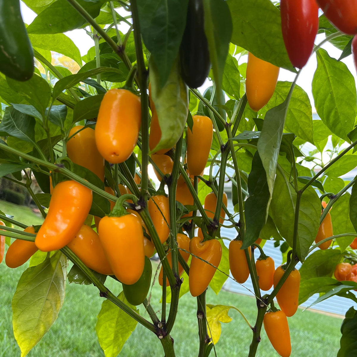 Live Pumpkin Spice Jalapeño Pepper Plant 3-6 inches – Organic Spicy Pepper Seedling for Home Gardens