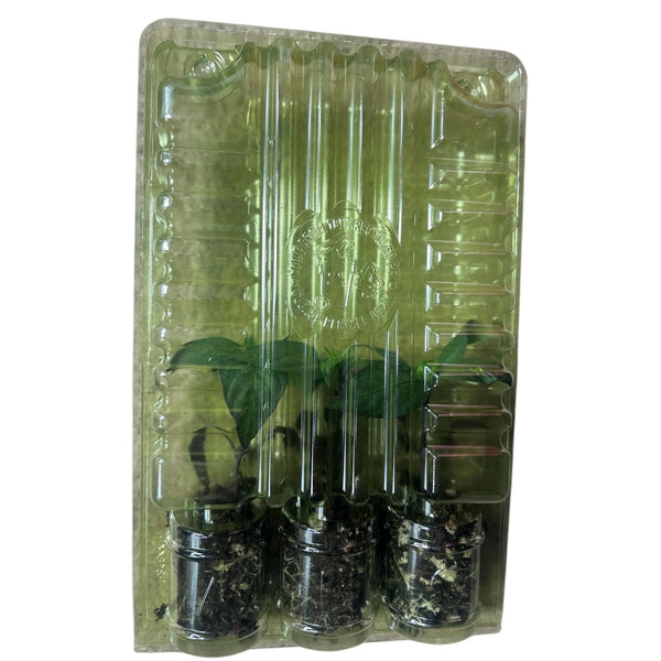 Live Tam Jalapeño Pepper Plant 3-6 inches – Organic Medium Spicy Hot Pepper Seedling for Home Garden