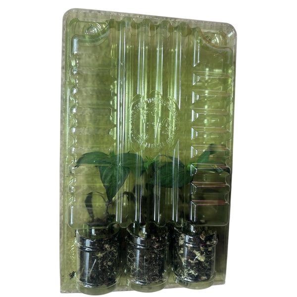 Live Orange Spice Jalapeño Pepper Plant 3-6 Inches – Organic Spicy Pepper Seedling for Home Gardens