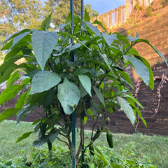 Live Zapotec Jalapeño Pepper Plant 3-6 inches – Organic Medium-Spicy Pepper Seedling for Home Garden