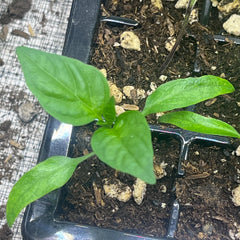 Live Brown Jalapeño Pepper Plant 3-6 Inch’s – Organic Spicy Hot Pepper Seedling for Home Garden