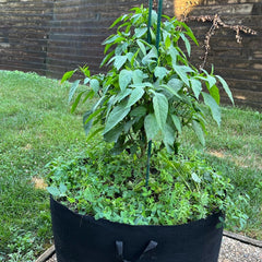 Live Zapotec Jalapeño Pepper Plant 3-6 inches – Organic Medium-Spicy Pepper Seedling for Home Garden