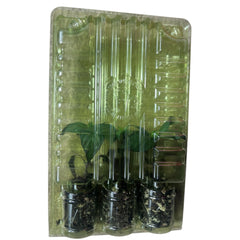 Live Pumpkin Spice Jalapeño Pepper Plant 3-6 inches – Organic Spicy Pepper Seedling for Home Gardens