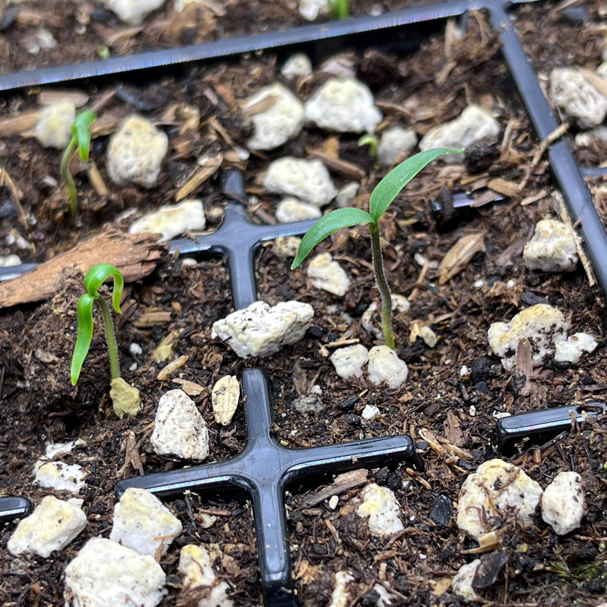 Live Lemon Spice Jalapeño Pepper Plant 3–6 Inches – Organic Spicy Yellow Pepper Seedling for Home Gardens