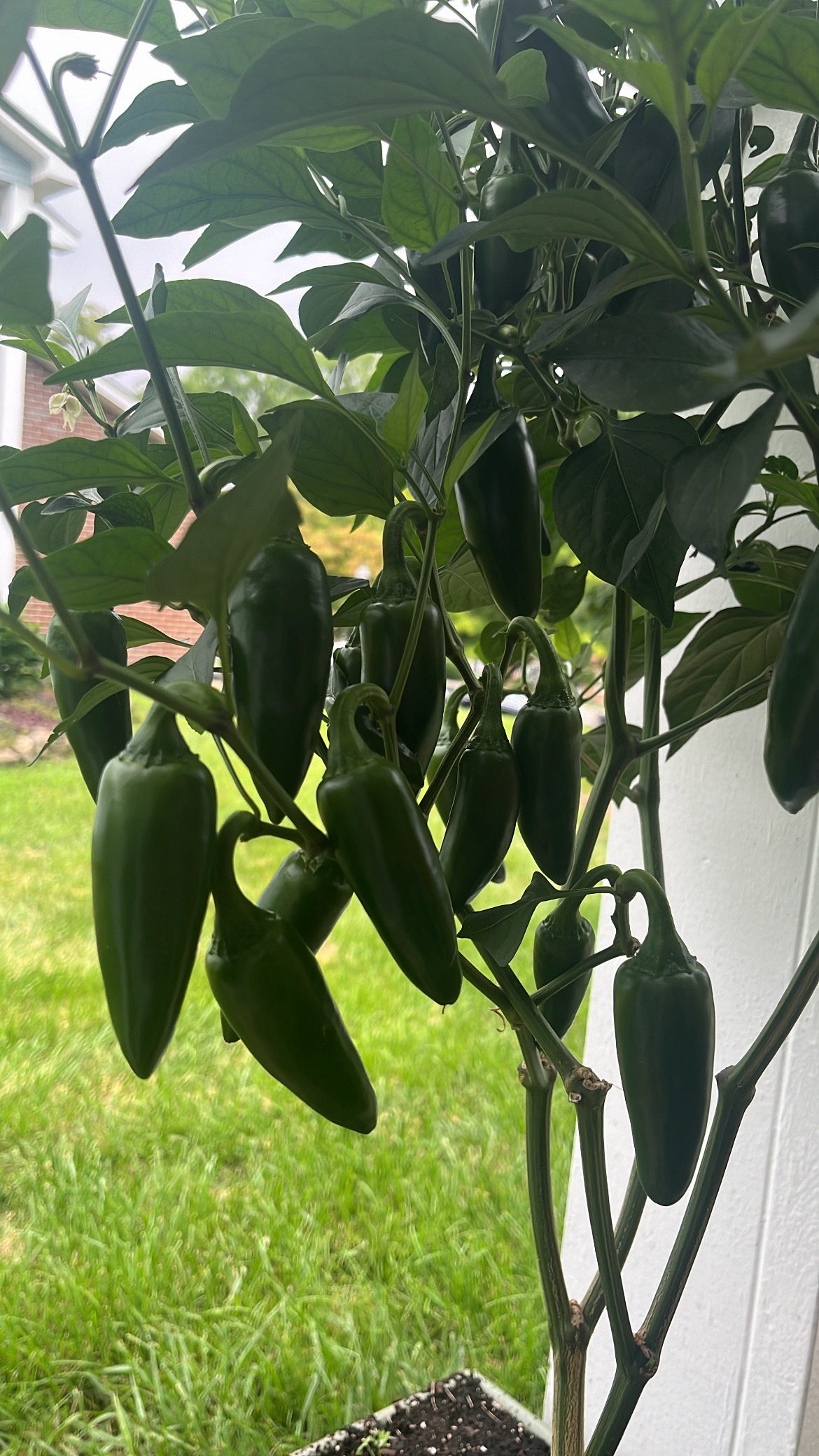 Jalapeno plant with peppers